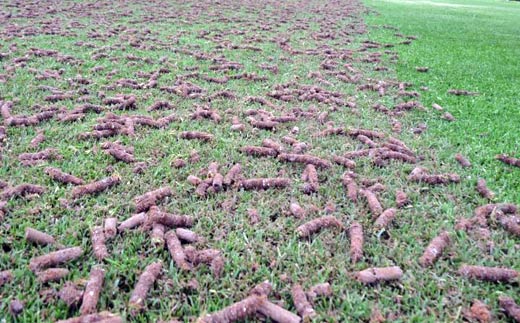Ausgestanzte Bodenkerne nach dem Aerifizieren mit Hohlspoons.
