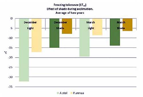 Auswirkung von Schatten (30 % des natürlichen Lichtes) im Vergleich zur natürlichen Herbstbelichtung auf die Frost-Toleranz