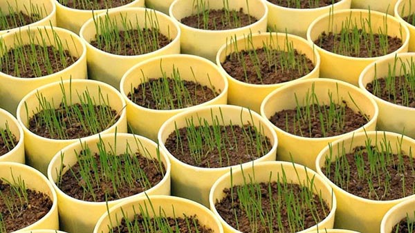 Versuchsgefäße mit Poa annua-Ansaaten.