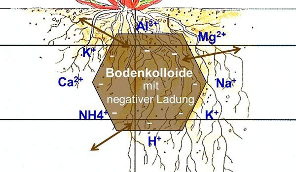 Schematische Darstellung der Kationen-Austausch-Kapazität KAK im Bodensubstrat.