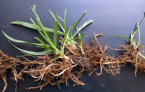 Rhizome der Wiesenrispe mit Wurzeln aus den Knoten