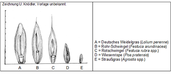 Vergleichende Darstellung der Spelzfrüchte der wichtigsten Rasengräserarten.