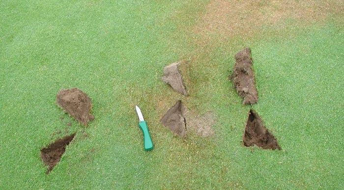 Eng begrenzte Trockenstellen auf dem Golfgrün (LDS)