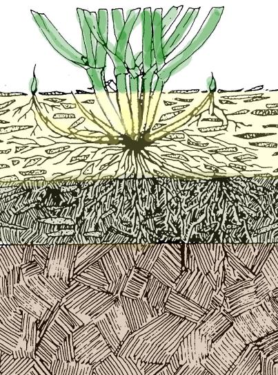 Schematische Darstellung