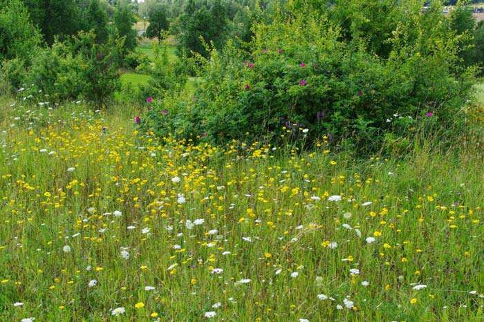 Schön gelungener Übergang von Blumenwiese zu Heckenrosenformation