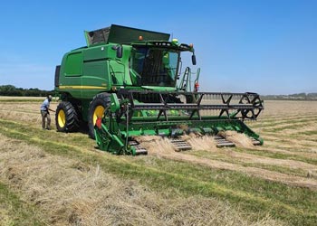 Schwaddrusch bei der Ernte zur Grassamenvermehrung
