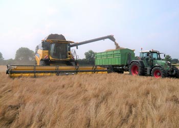 Direktdrusch bei der Ernte zur Grassamenvermehrung