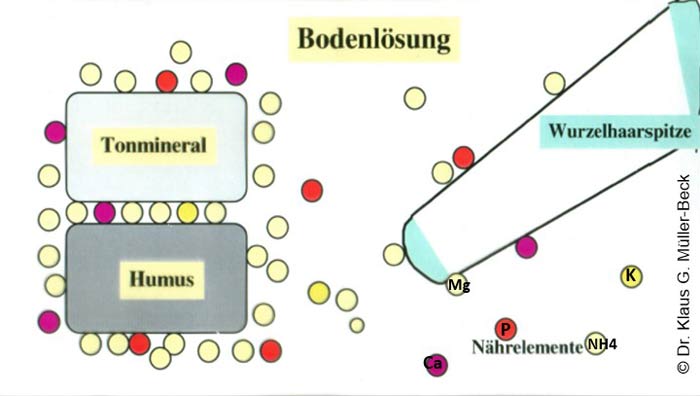 Schematische Darstellung der Nährstoffnachlieferung aus der Festsubstanz des Bodens