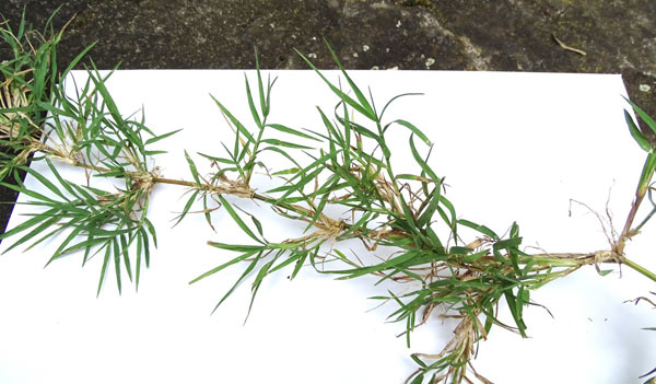 Ausläufer des Geisenheim Bermudagrass-Ökotyps mit bewurzelten Nodien.