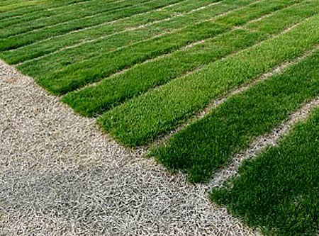 Dormant“ Bermudagrass (Vordergrund braun) in der DLF-Versuchsanlage Les Alleuds bei Angers (F).