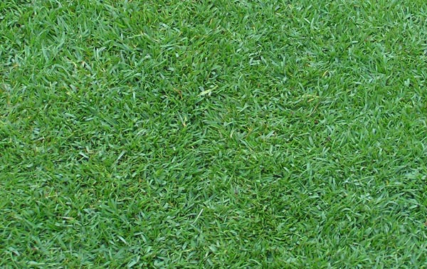 Dichte Rasennarbe eines reinen Paspalum-Rasens (Paspalum vaginatum) in Italien.