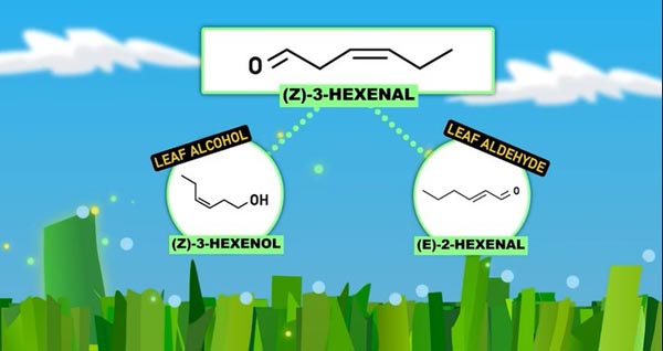 Der angenehme Duft von frisch gemähtem Gras kann in Wirklichkeit ein chemischer Hilferuf sein.
