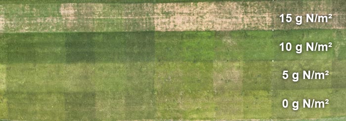 Stickstoffsteigerungsversuch unterschiedlicher Sorten (vertikal) mit enormer Rhizoctonia-Anfälligkeit in höchster Düngeintensität (obere Reihe).