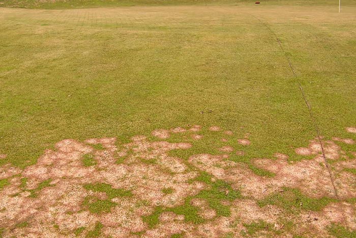 Im Vordergrund starker Schneeschimmelbefall (März) auf dem Grün. Hintere Fläche wurde im Herbst mit einem NK-Dünger + Eisen behandelt