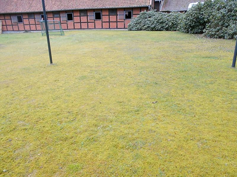 Dichter „Moosrasen“ auf einer schattigen Rasenfläche in Niedersachsen 