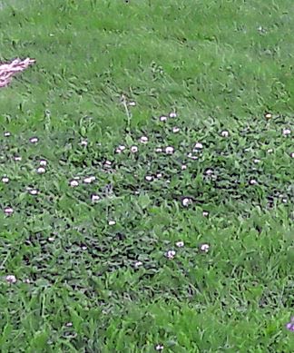 Abb. 3: Nesterweise Ausbreitung von blühendem Weißklee (Trifolium repens in einer Gebrauchsrasenmischung. (Foto. K.G. Müller-Beck)
